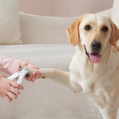 Coupe griffe Chien | SécuriCut - Miss Doggies