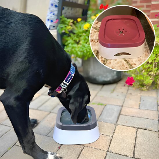 Bol d'eau anti - éclaboussures pour chiens, - Miss Doggies