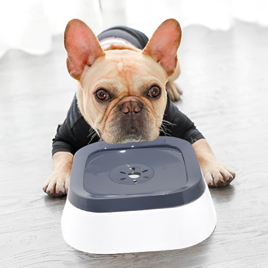 Bol d'eau anti - éclaboussures pour chiens, - Miss Doggies