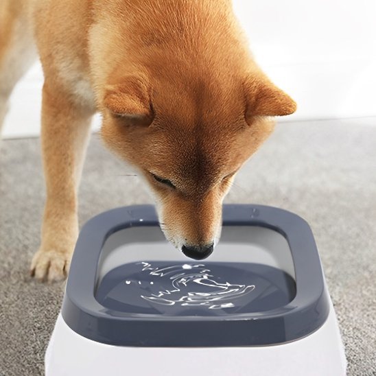 Bol d'eau anti - éclaboussures pour chiens, - Miss Doggies