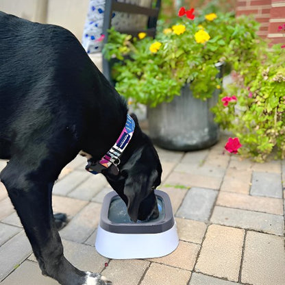 Bol d'eau anti - éclaboussures pour chiens, - Miss Doggies