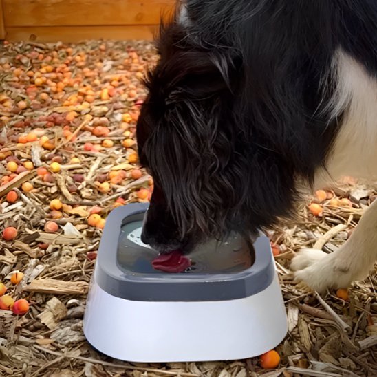 Bol d'eau anti - éclaboussures pour chiens, - Miss Doggies