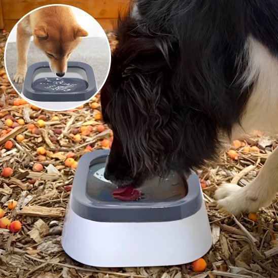 Bol d'eau anti - éclaboussures pour chiens, - Miss Doggies