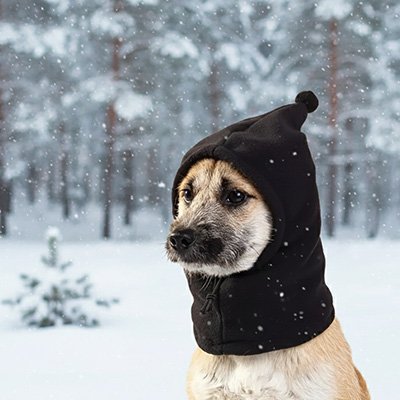 Bonnet pour chien | Confort Hivernal - Miss Doggies