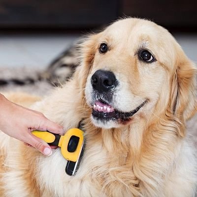 Brosse chien - DOGCombBrush™ - Jaune - Miss Doggies