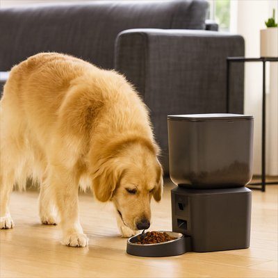 Distributeur automatique croquettes | Connecté - Miss Doggies