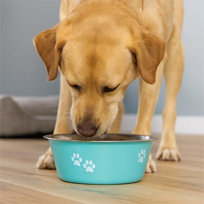 Gamelle Chien | Design Élégant - Miss Doggies