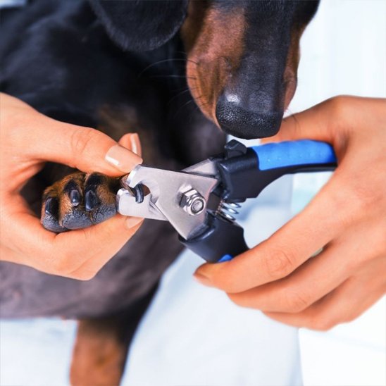 Coupe griffe chien | PrecisionPro