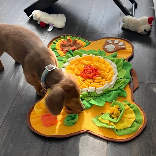 Tapis de fouille chien | Intelligence Canine - Miss Doggies